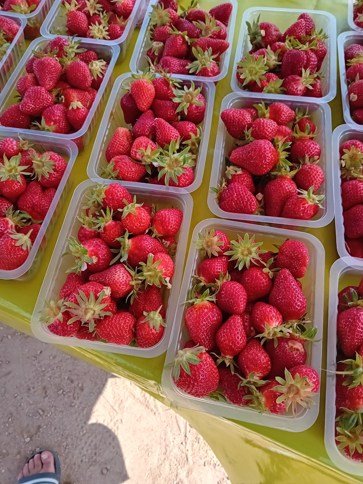 Les fraises de la famille Lozano